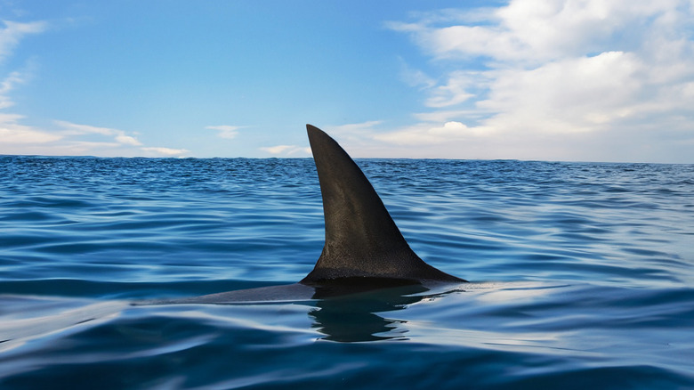 shark swimming with fin above water
