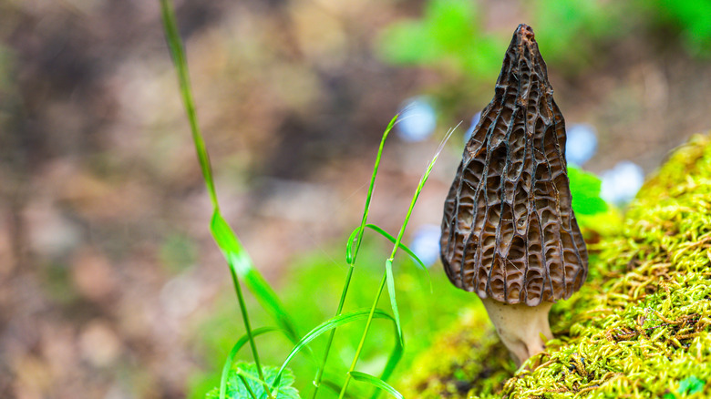 Close up of a morel mushroom in the forest.