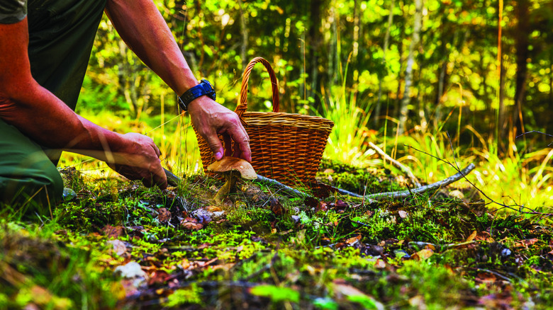 Close up view of man cutting mushroom in forest with knife and wicker basket nearby.