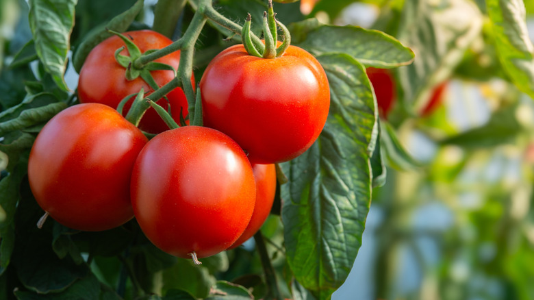 ripe tomatoes on a tomato plant