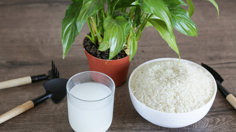 bowl of rice and rice water next to a potted plant
