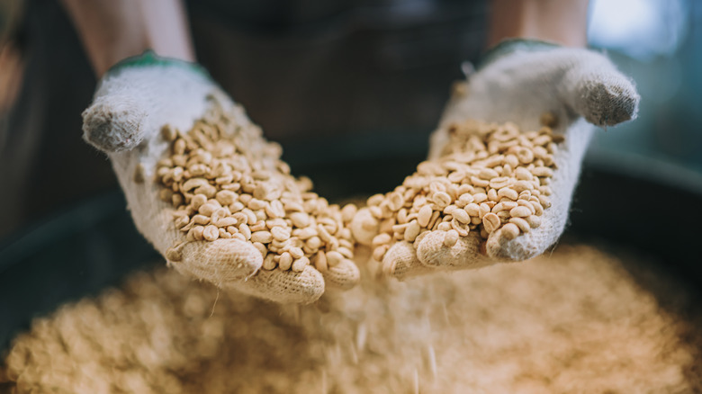 Person holding raw coffee beans in their hands with gloves