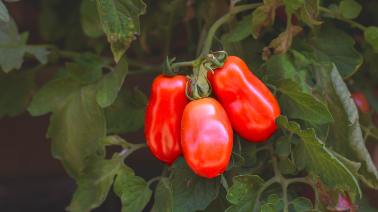 Red San Marzano tomatoes on the vine.