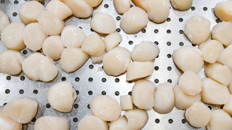 scallops in a seafood case