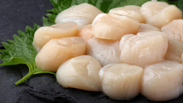 a pile of fresh scallops