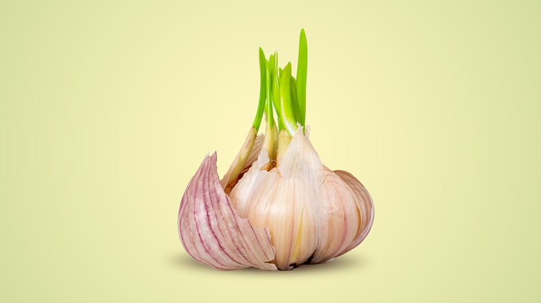 sprouted garlic bulb