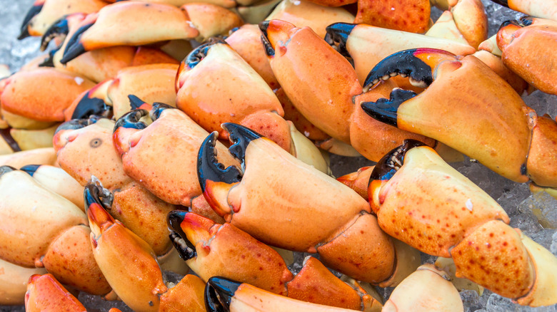 Ready to eat stone crab claws