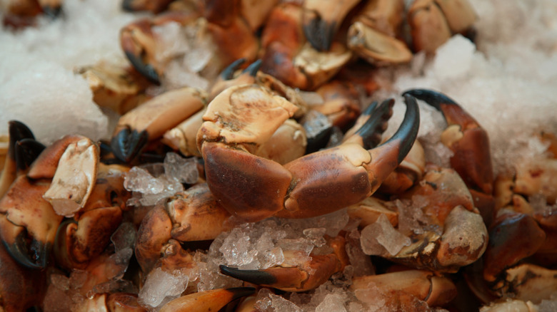 Pre-cooked stone crab claws