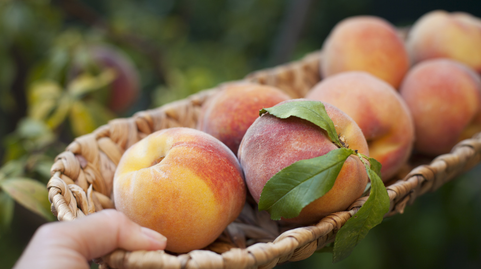 Why Stone Fruits Should Be Stored At Room Temperature, But Berries