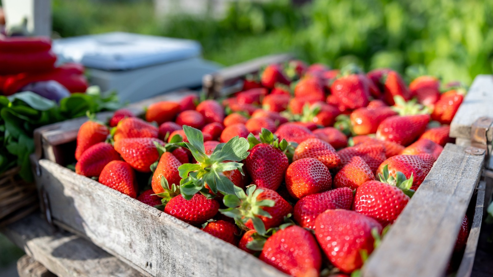 Strawberries High Or Low Humidity: Ultimate Growing Secrets Revealed