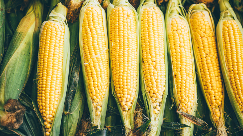 Fresh lined up corn on the cob with husks