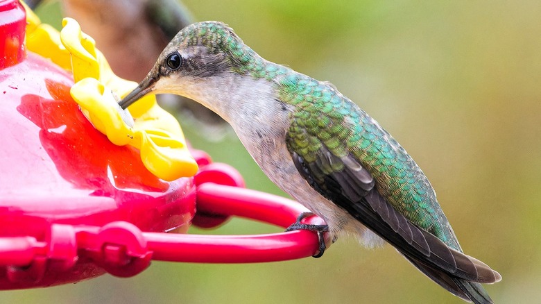 Close-up of a hummingbird drinking nectar from a red and yellow feeder