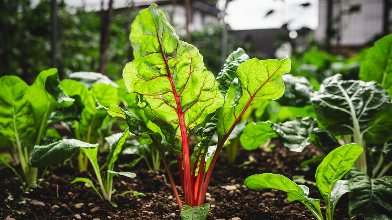 Swiss chard greens growing in healthy soil