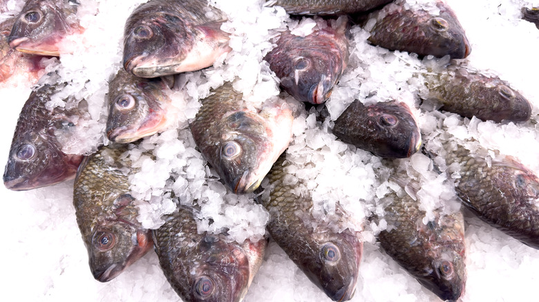 A display of fresh tilapia on ice