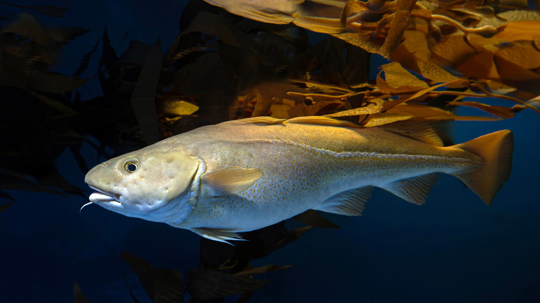 Atlantic cod in the ocean