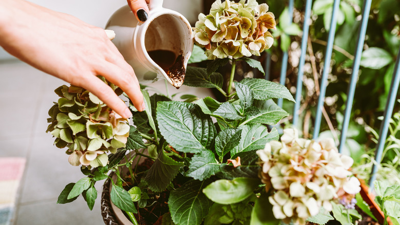 pouring coffee grounds into flowers
