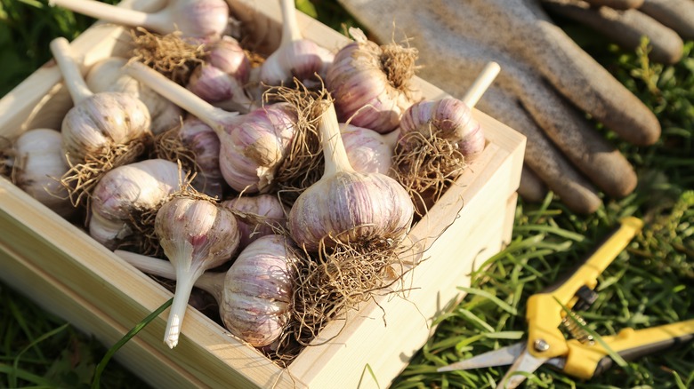 Garlic cloves in a wooden box.