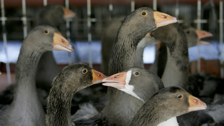 ducks at a foie gras farm