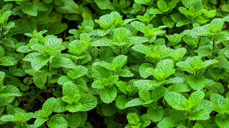 A close-up of a large spearmint plant growing outside