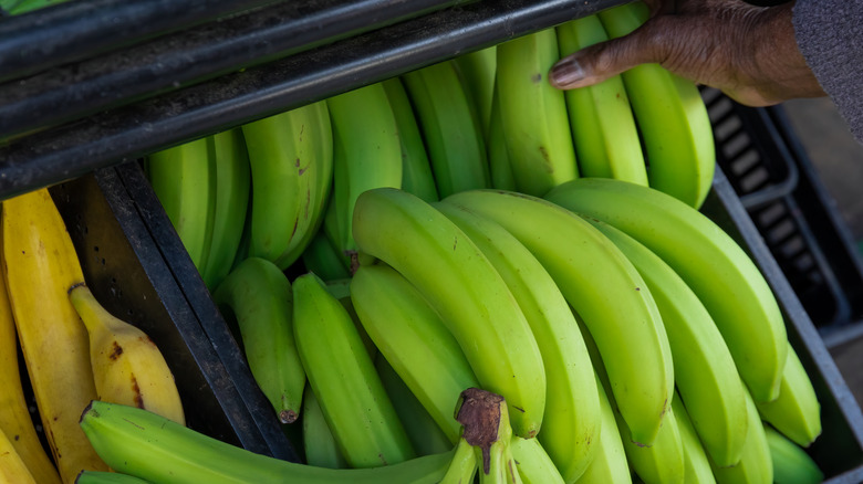 Green bananas on display in a basket