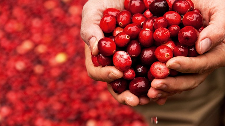 Hands holding cranberries