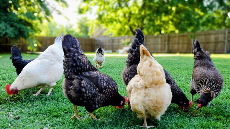 Backyard chicken raising