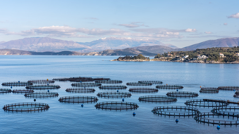 An aquafarm with circular fish containment areas
