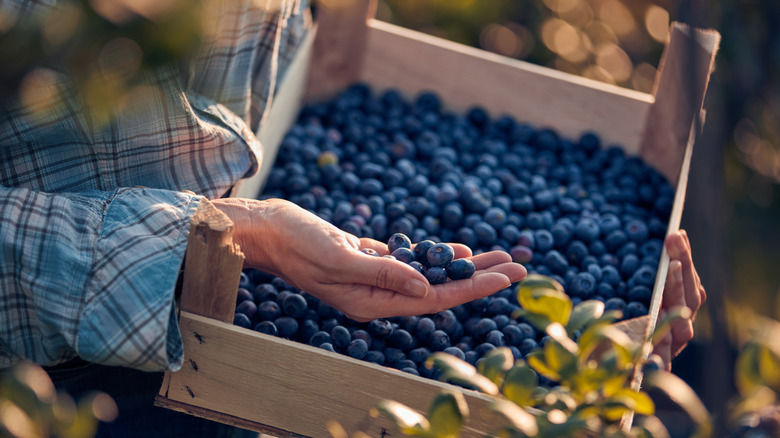 Woman's hand holding handful of blueberries from a wooden carton filled with blueberries