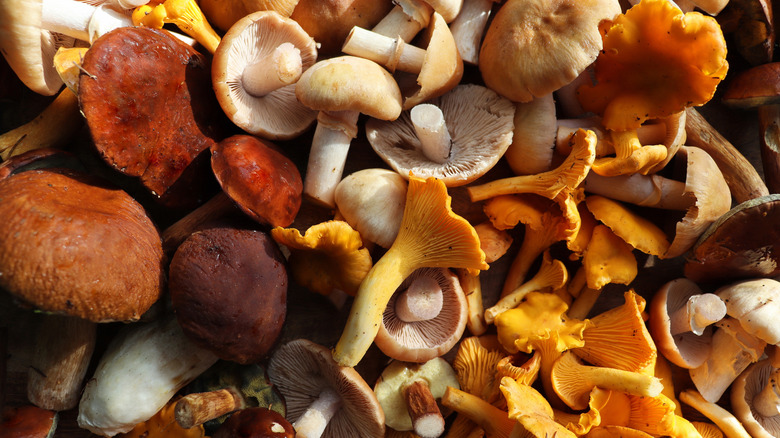 Assorted mushrooms as background