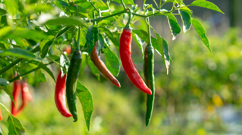 Red and green chiles hanging off branches with green leaves