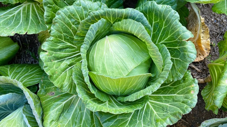 Cabbage growing in patch
