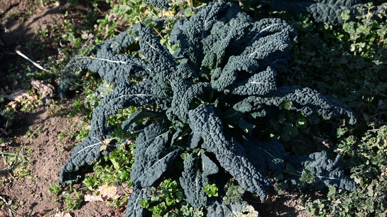  black cabbage leaves in garden