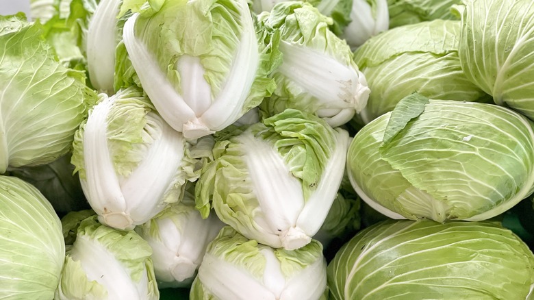 Napa cabbage heads