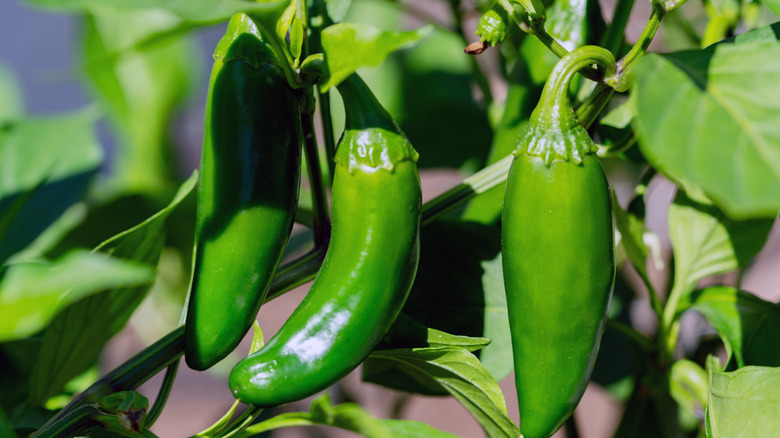 jalapeno growing on plant