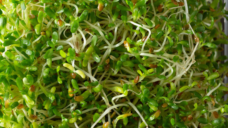 Close-up of alfalfa sprouts