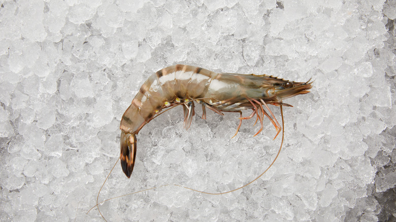 Shrimp on ice