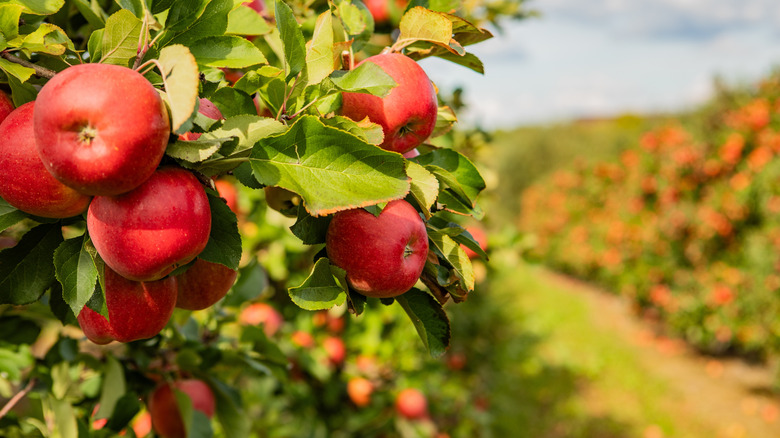 apple trees with fruit growing in the sun