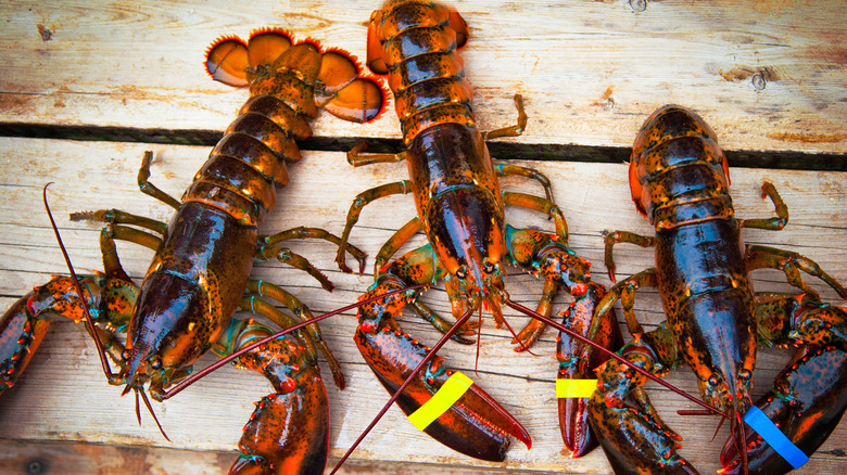 Live lobsters on a wood surface with rubber bands on their claws