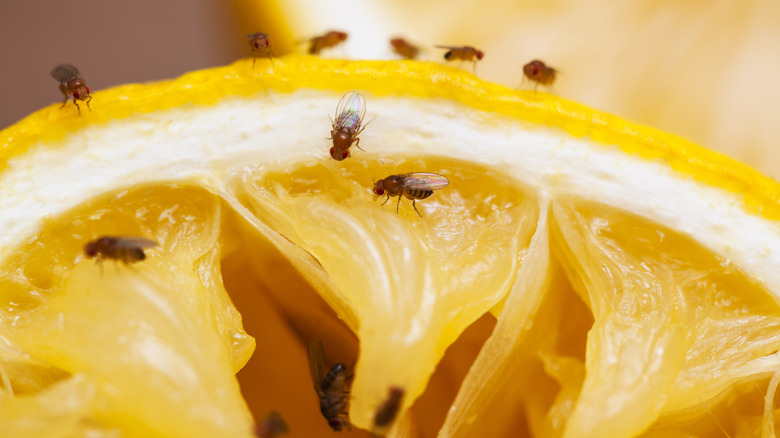 A close up view of a fruit flies on lemon slice