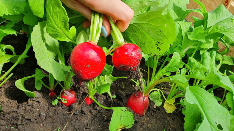 A gardener pulling fresh, bright red radishes out of the ground by their green tops.