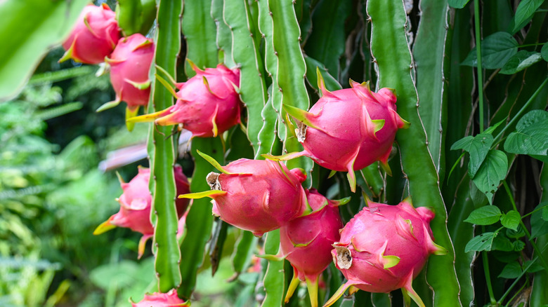 A row of dragon fruit plants, all with ripe fruits ready to harvest.