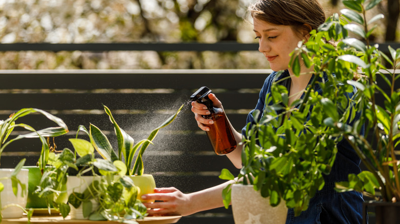 person sprays plants with a spritz bottle of water