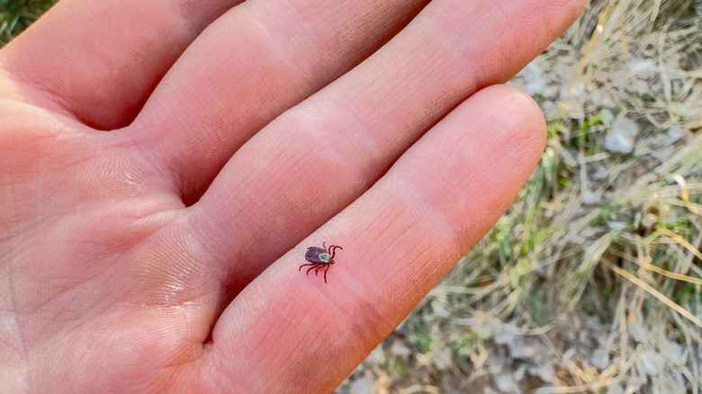 Hand with a small tick crawling over it