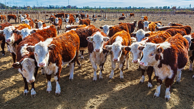 Brown and white cows on a ranch