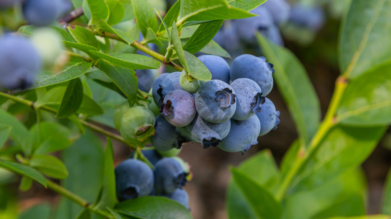 Blueberries growing on blueberry bush