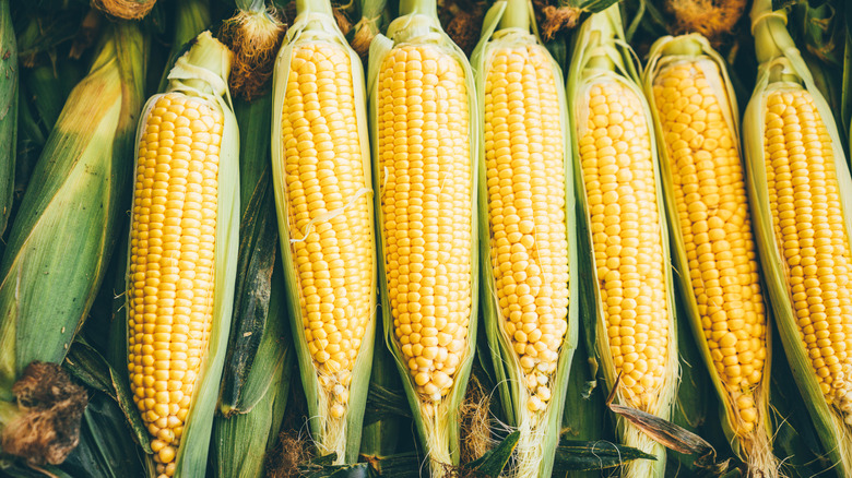 Fresh corn on the cob