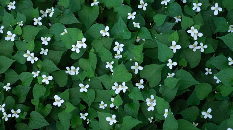 Fish mint with white flowers