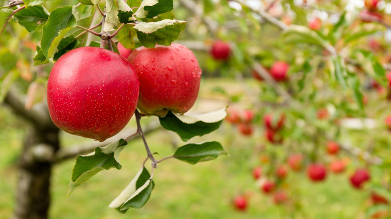 Apples on apple tree against green background