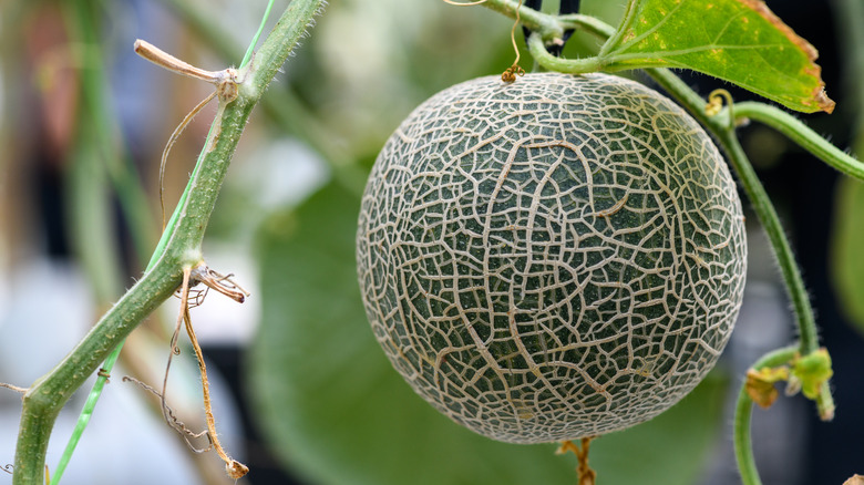 Cantaloupe growing on a vine