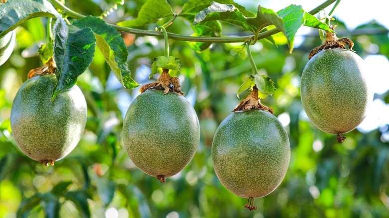 Passionfruit hanging on vines